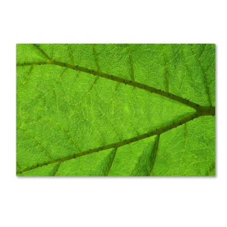 Cora Niele 'Leaf Texture IV' Canvas Art,30x47